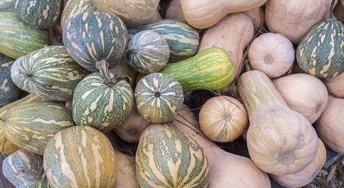 最纯女士吃瓜,最纯女士的瓜田奇遇记