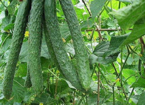 不同人来你家吃瓜,不同好友齐聚我家共享夏日时光